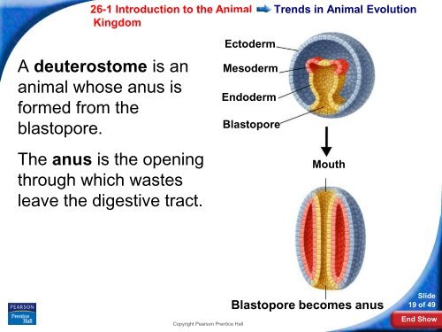 26-1 Introduction to the Animal Kingdom - Hamilton Local Schools