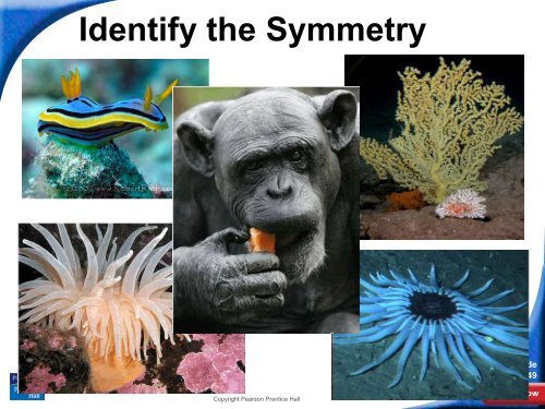 26-1 Introduction to the Animal Kingdom - Hamilton Local Schools