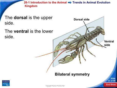 26-1 Introduction to the Animal Kingdom - Hamilton Local Schools