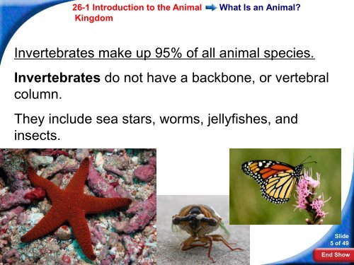 26-1 Introduction to the Animal Kingdom - Hamilton Local Schools