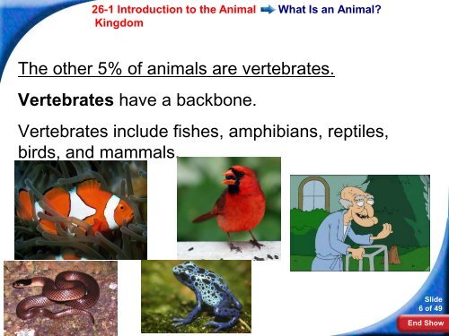 26-1 Introduction to the Animal Kingdom - Hamilton Local Schools