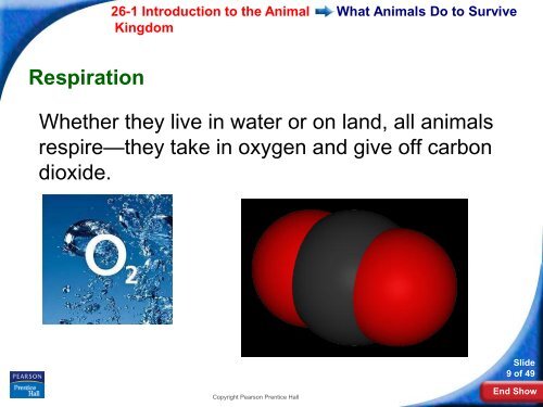 26-1 Introduction to the Animal Kingdom - Hamilton Local Schools