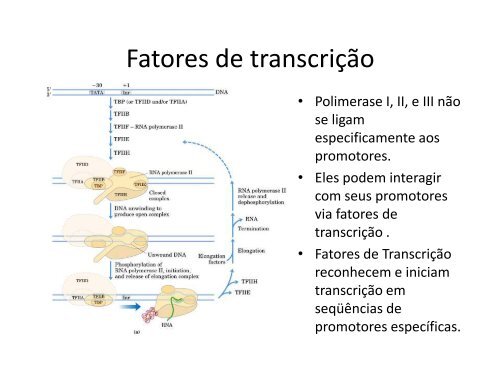 TranscriÃ§Ã£o do DNA - Instituto de Biologia da UFRJ