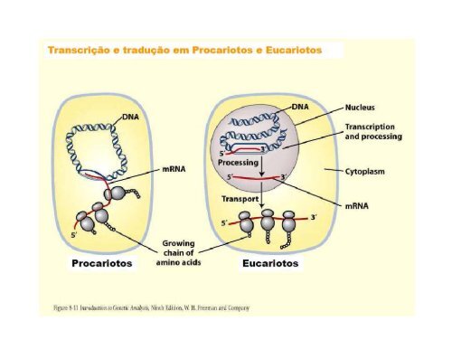 TranscriÃ§Ã£o do DNA - Instituto de Biologia da UFRJ