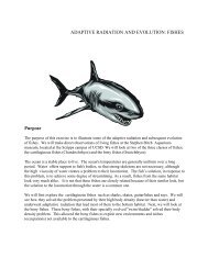 ADAPTIVE RADIATION AND EVOLUTION: FISHES