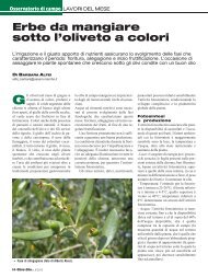 Erbe da mangiare sotto l'oliveto a colori - Agricoltura24