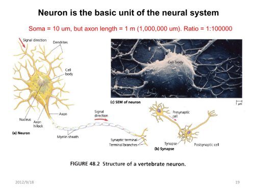 Contemporary Cognitive Neuroscience: Brain and Mind