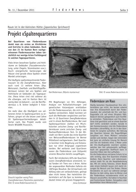 Fledernews 11 / 2011 - Fledermaus BE