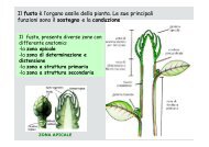 Il fusto Ã¨ l'organo assile della pianta. Le sue principali ... - Sdasr.unict.it