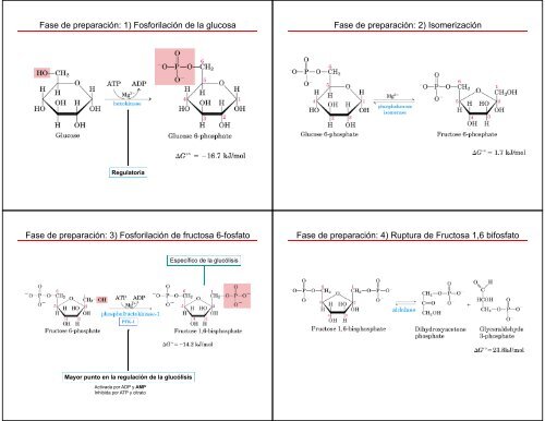 Metabolismo de Carbohidratos: Glucólisis