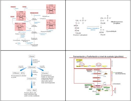 Metabolismo de Carbohidratos: Glucólisis