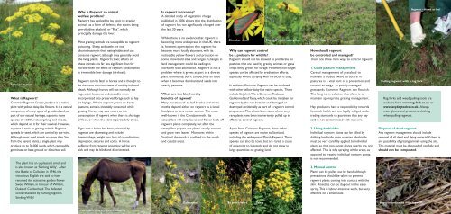 Ragwort Friend or Foe Leaflet - British Horse Society