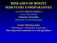 Meloidogyne spp. = Root-knot Nematode J2