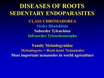 Meloidogyne spp. = Root-knot Nematode J2