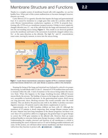 2.2 Membrane Structure and Functions