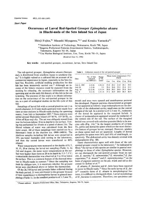 Occurrence Of Larval Red Spotted Grouper Epinephelus Akaara In
