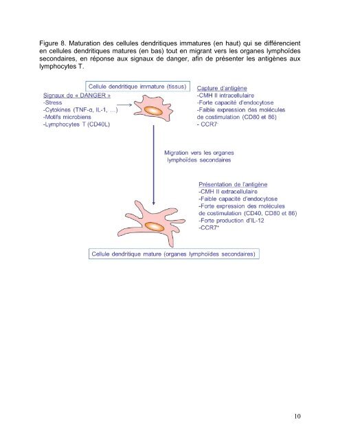Les cellules dendritiques - ASSIM