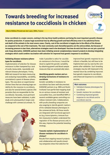 Coccidiosis in chicken - eadgene