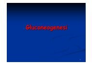 Gluconeogenesi