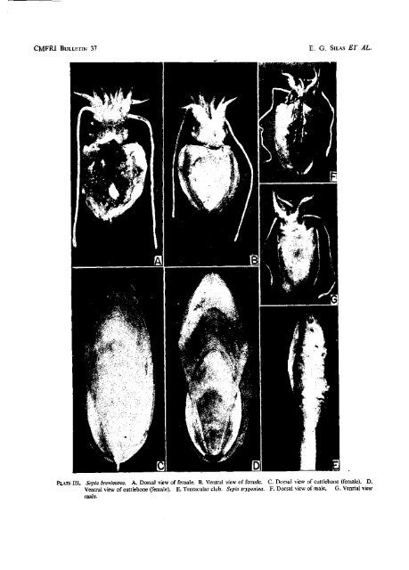 bulletin 37 - Eprints@CMFRI - Central Marine Fisheries Research ...