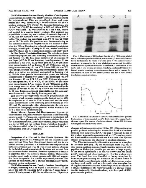 Partial Purification and Characterization of the mRNA for a-Amylase ...