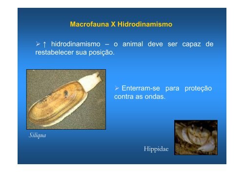 Aula bentos 2010 - Instituto de Biologia da UFRJ