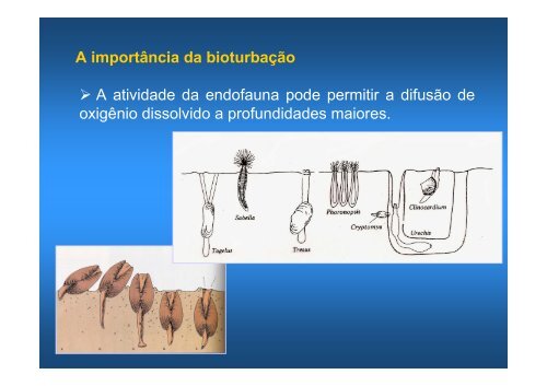 Aula bentos 2010 - Instituto de Biologia da UFRJ