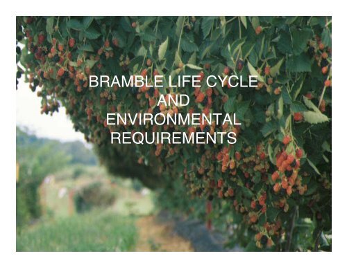 bramble life cycle and environmental requirements - The Southern ...