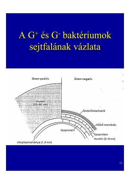 (Archea) Van nÃ¶vÃ©nyek- ben, algÃ¡kban, gombÃ¡kban, Ã¡lt. poliszacha