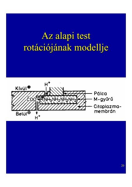 (Archea) Van nÃ¶vÃ©nyek- ben, algÃ¡kban, gombÃ¡kban, Ã¡lt. poliszacha