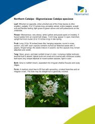 Northern Catalpa - Bignoniaceae Catalpa speciosa