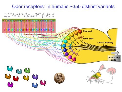 Genetics and Dietary Preferences - jifsan