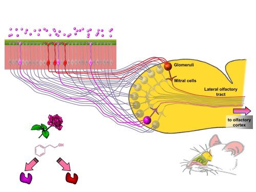 Genetics and Dietary Preferences - jifsan