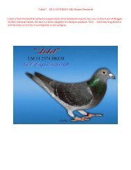 “Lisbet” LM 11 2374 DKCH- G&C Cooper Deweerdt ... - pigeon sales