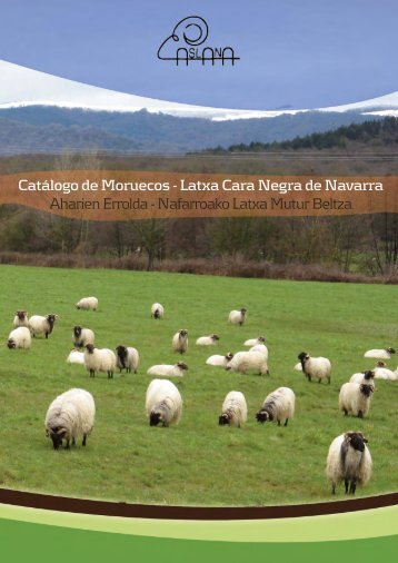 Latxa Cara Negra de Navarra - ITG Ganadero