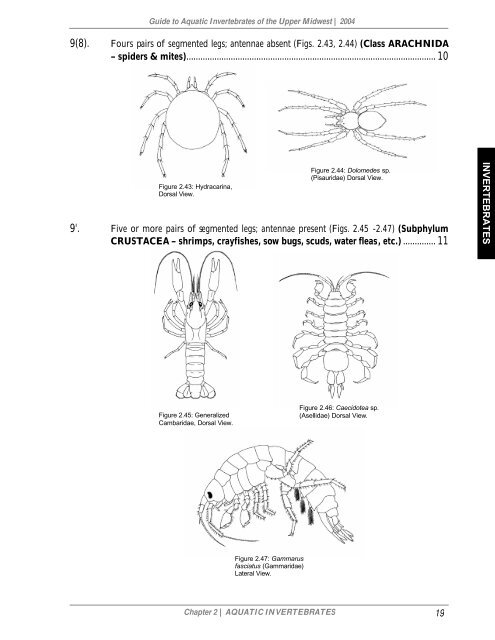 Fours pairs of segmented legs; antennae absent