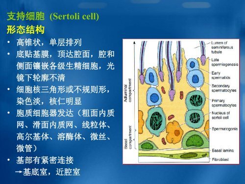 胚胎早期发育1read支 持 细 胞 (sertoli cell)形 态 结 构61 高 锥