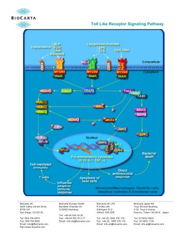 Toll Like Receptor Signaling Pathway - BioCarta