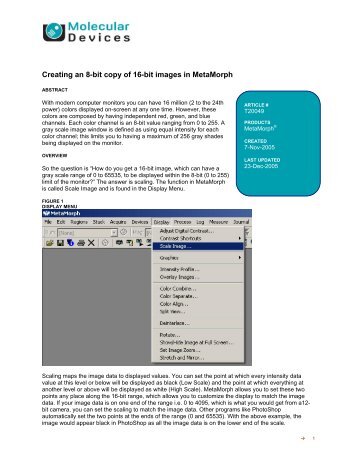 Creating an 8-bit copy of 16-bit images in MetaMorph - Molecular ...