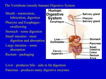 The Vertebrate (mostly human) Digestive System Mouth ...