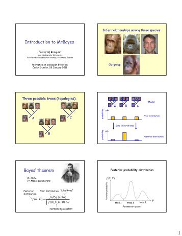 Introduction to MrBayes Bayes' theorem - Molecular Evolution