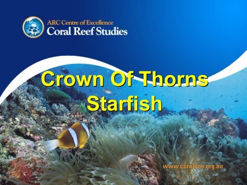 Crown of Thorns starfish