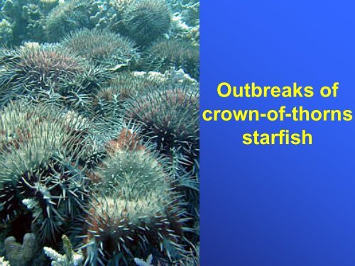 Crown of Thorns starfish