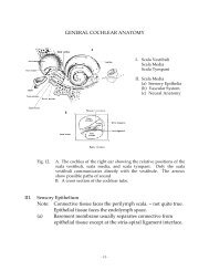 General cochlear anatomy - Faculty web pages