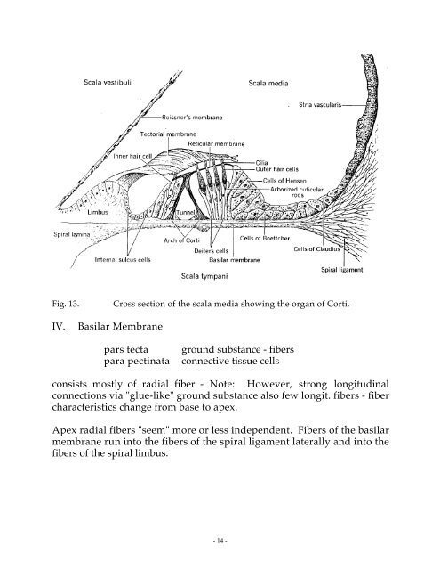 General cochlear anatomy - Faculty web pages