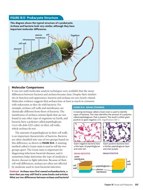 18.1 Studying Viruses and Prokaryotes