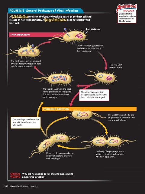 18.1 Studying Viruses and Prokaryotes