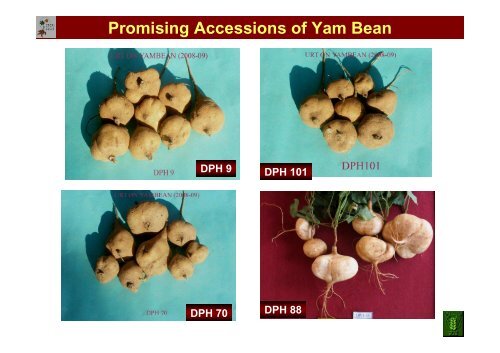 Naskar, S.K; Progress and status of yam bean (Pachyrhizus sp.)