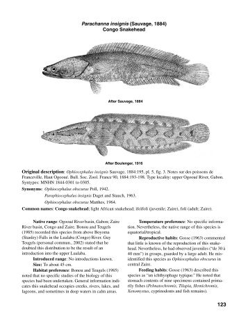 Parachanna insignis (Sauvage, 1884) Congo Snakehead