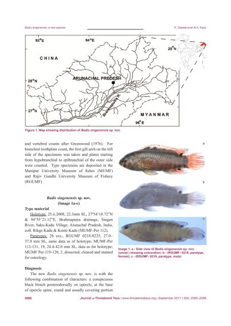 Badis singenensis, a new fish species - Journal of Threatened Taxa